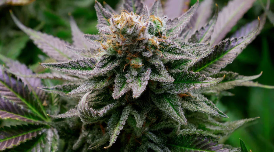 The Hidden Language of Hemp: How Terpenes Shape Nature’s Wellness Story