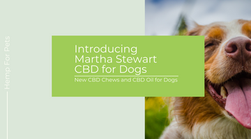 Introducing Martha Stewart CBD Dog Chews and CBD Oil for Dogs