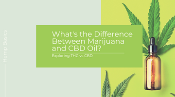 What is the Difference Between Marijuana and CBD Oil?