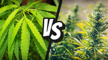 The Difference Between Hemp And Marijuana