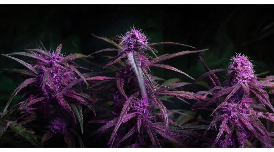 The World's Most Misunderstood Plant: It's Time&nbsp;Cannabis sativa L. Got the Respect It Deserves