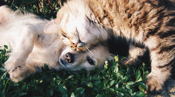 Does CBD Work Better for Dogs than Cats?