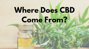 Where Does CBD Come From?