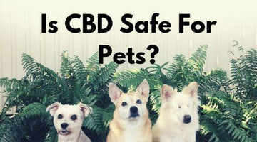 Is CBD Safe For Pets?